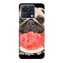 Чехол (ТПУ) Милые собачки для ZTE Blade V50 Vita (Смешной Мопс)