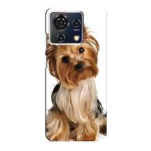 Чехол (ТПУ) Милые собачки для ZTE Blade V50 Vita (Собака Терьер)