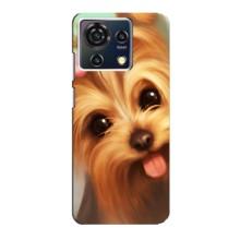 Чехол (ТПУ) Милые собачки для ZTE Blade V50 Vita (Йоршенский терьер)