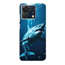 Чехол с картинкой «Хищники» для ZTE Blade V50 Vita – Акула