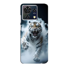 Чехол с картинкой «Хищники» для ZTE Blade V50 Vita – Тигр