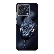 Чехол с картинкой «Хищники» для ZTE Blade V50 Vita – Змея