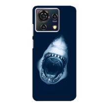 Силіконовий бампер з картинкою звірів для ZTE Blade V50 Vita (Пащу Акули)