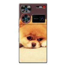 Чехол (ТПУ) Милые собачки для ZTE Nubia Z60 Ultra – Померанский шпиц
